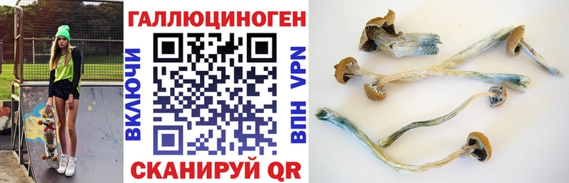 Псилоцибиновые грибы мицелий  Купить  Правдинск 